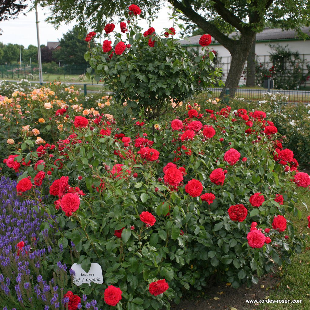 Rosa 'Out of Rosenheim'